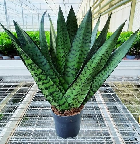 POWERS TO FLOWERS - SANSEVERIA ZEYLANICA A VENTAGLIO, VASO 14CM DIAMETRO, pianta vera