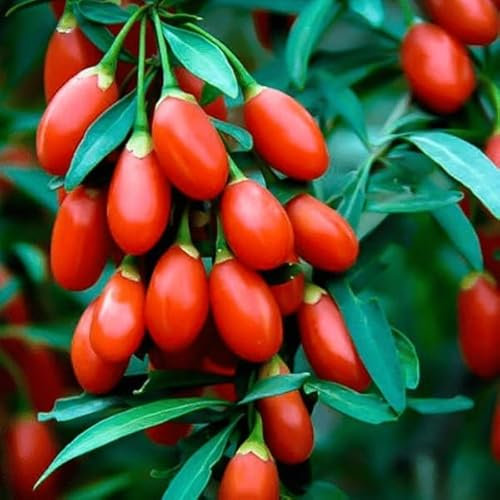 Lot de 15 Graines de Baie de Goji - Lycium Barbarum - Fruits Comestibles - Fruit Jardin - 249