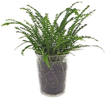 INTENZ | Nephrolepis | 30cm | Nestfarn | Duffii | mit Glasvase