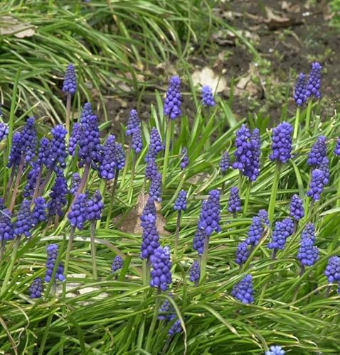 Armenische Traubenhyazinthe - Muscari armeniacum - lebende Gartenpflanze aus den Baumschulen