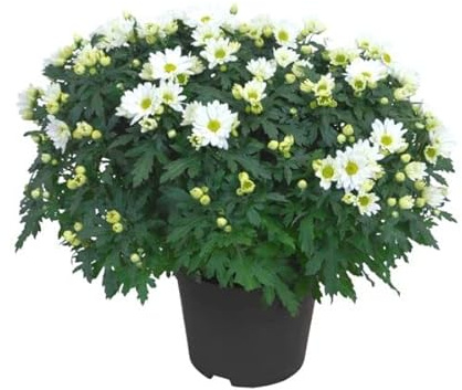 Margarita Flor Blanca | DECOALIVE | Planta Natural | Margarita con Flores Blancas