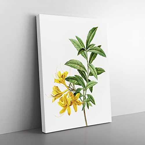 Yellow Azalea Flowers By Pierre Joseph Redoute Vintage Canvas Wall Art Print Ready to Hang, Framed Picture for Living Room Bedroom Home Office Décor, 50x35 cm (20x14 Inch)