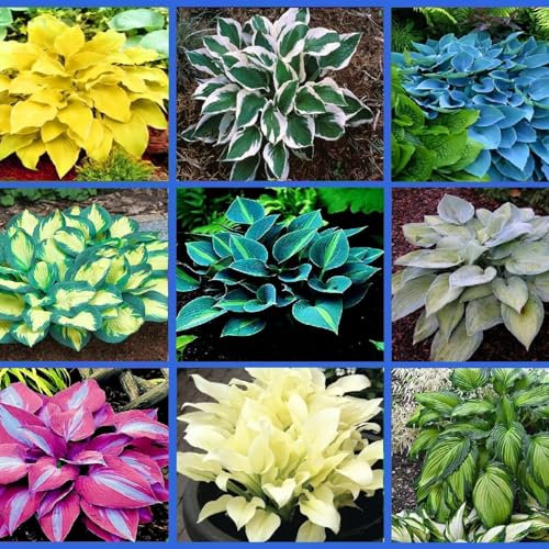 Hostas Bulbs Mix for Planting UK Now Strong Plants That Grow Well Hardy Golden Jade Carving Feels Beautiful Good for Containers Garden Planting Perennial -6Bulbs-greenC