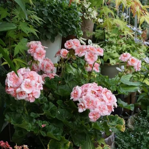 Geranien, blumensamen gastgeschenk seltene bodendecker blumensamen geschenke für gärtner steingartenpflanzen winterhart wohnzimmer deko für sonnige plätze wildblumensamen 550Samen