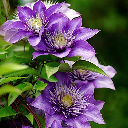 Clematis Multi Blue Large Double Summer Flowering Climbing Garden Flower Plant Easy to Grow Your Own Hardy Perennial 1x 1.7 Litre Potted Plant by Thompson and Morgan