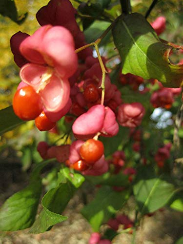 Portal Cool 20 Pz American Blood Red Maple Bonsai Semi di Albero Bonsai Colore Seme Aromatico Di A