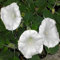 Graines de fleur de lune paquet de 500 graines