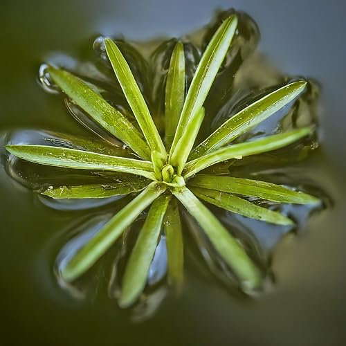 Lincolnshire Pond Plants Ltd 3 Water Soldier, Stratiotes aloides, Garden Pond, Frost-Hardy