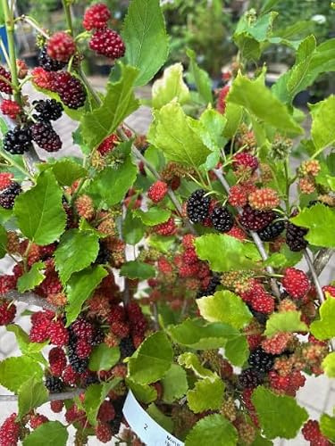 Weiße Maulbeere - Hochstamm - Morus alba - sehr bienenfreundlich - Seidenraupenmaulbeere