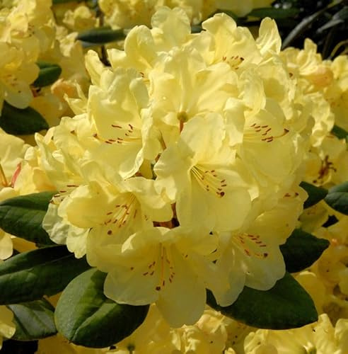 Großblumige Rhododendron Junigold 30-40cm - Alpenrose - lebende Gartenpflanze aus den Baumschulen
