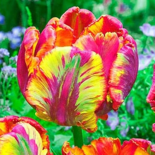 Papageie Tulpen Exotic Gefranste Gezackte Blumenzwieblen Tulpenzwiebeln Onion Knollen Farbe Sorte zur Auswahl Winterhart mehrjährig Tulpe (Rasta Parrot- 5 Stk.)