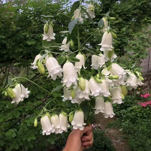 semi di campanula - giardino roccioso resistenti aiuole rialzate balcone rari 100pcs
