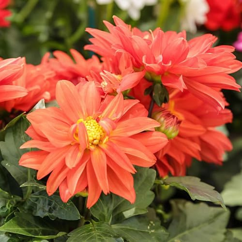tuberi di dalia, dalie bonsai interno per giardino rizoma di dalia resistenti in vaso copertura del terreno, resistente, rari primaverili, lungo 5bulbi