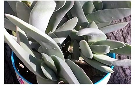 Stk - 10x Crassula perfoliata var. falcata Sukkulente Pflanzen - Samen B1035 - Seeds & Plants Shop by Ipsa
