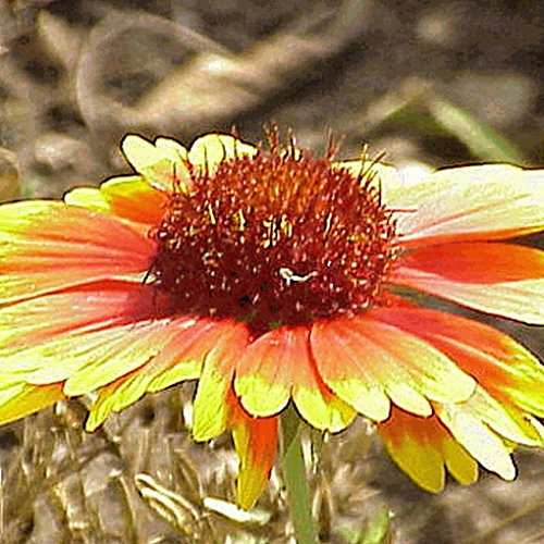 100 perenni nain Semi Gaillardia fleurs sauvages indigènes: graines