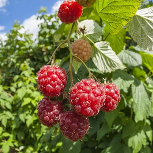 Fruit Rubus (Raspberry) idaeus Willamette – High-Yield Raspberry Plants for Delicious Homegrown Harvests - 3X 15cm Potted Plants by Thompson & Morgan
