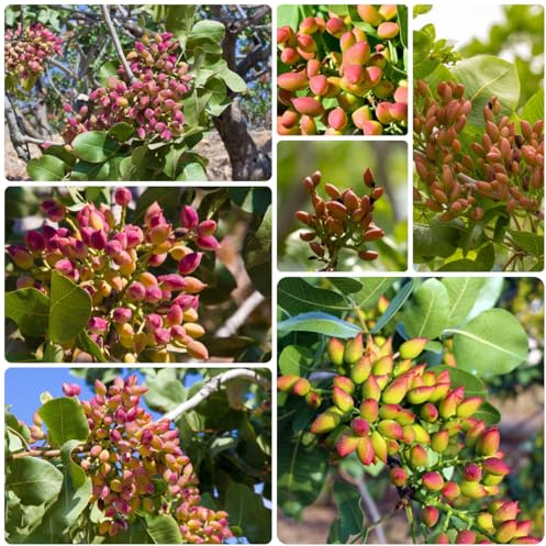 semi resistenti di pistacchio - aiuola da balcone giardino, roccioso, 10pcs