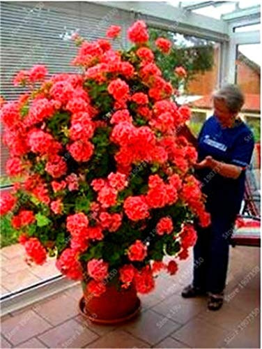 Sump Fresh 100 Pz Semi di geranio rampicante per piantare rosso