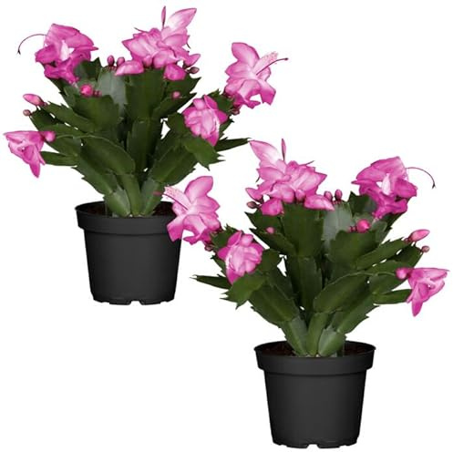 Duo de Cactus de la Navidad de Color Rosa | DECOALIVE | Pack 2 Plantas | Plantas de Navidad Naturales