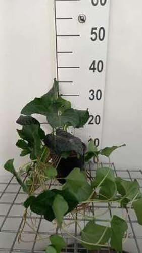 Hedera algeriensis laforet - Strauch-Efeu 40-60 cm Container