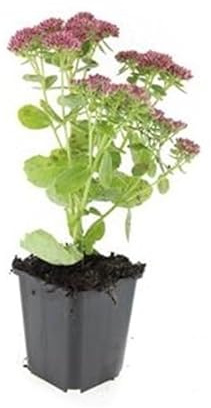 Fette Henne - Sedum telephium 'Herbstfreude' - pflegeleichte Staude - 9cm Topf - Set mit 24 Pflanzen