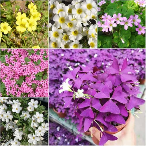 oxalis triangularis - winterharte balkongarten frühblüher gartenblumen blumenzwiebel blumenzwiebeln balkonblumen bodendecker winterhart 20zwiebeln