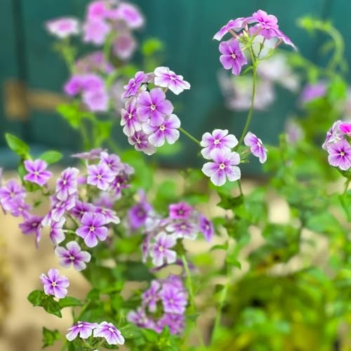 phlox bodendecker - gartendeko für draußen gewächshaus balkon exotische winterhart 1500samen