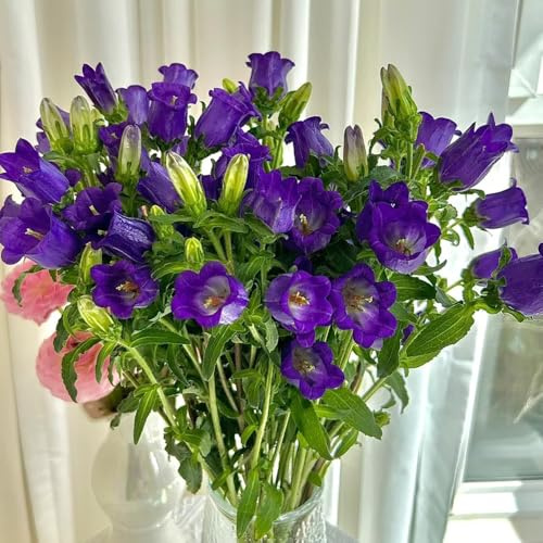 semi di campanula, giardino Campanula media, balcone resistenti di biologici, giardino 1000pcs