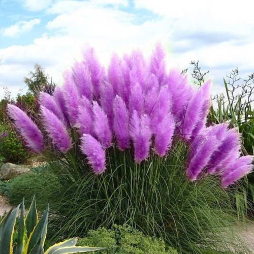 Rare Pampas Garss Semi di Pampas Pampas Erba Semi di Piante Casa Yard Decor All'aperto Piante (200Pcs)