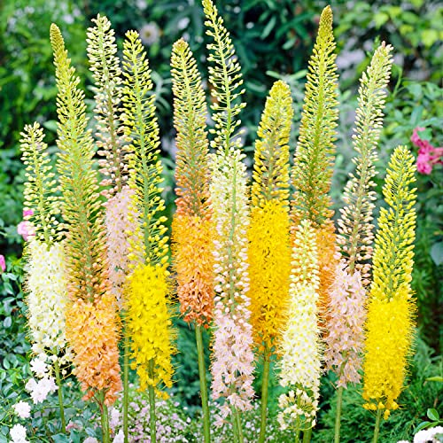 Eremurus Steppenkerze pflanze - Stauden Winterhart Mehrjährig - 3 Wurzeln - Mix von 3 Sorten - Echte Pflanzen aus Holland - für Garten (kein Samen en nicht künstlich)