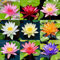 35pcs Bowl Lotus Seeds Semillas de Loto Mixtas para Plantar, Lirio de Agua, Planta Acuática para Cultivo en Estanques de Jardín Interior Exterior