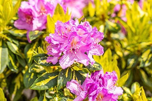 Rhododendron 'Goldflimmer' 40-50 cm – Winterhart, Immergrün, Pflegeleicht – Alpenrose – Zierstrauch für Garten & Schattenbeet