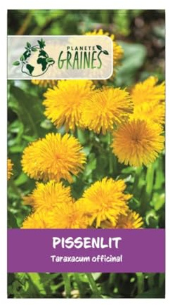 700 graines de Pissenlit Sauvage, taraxacum Officinal - Dandelion