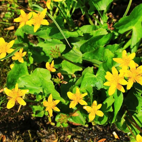 semillas de caléndula de pantano de jardín de cobertura del suelo Botón de oro silvestres del balcón de perennes jardín de rocas, 100pcs
