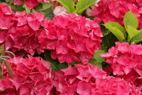 Gardenaria Ortensia Hydrangea Macrophylla 'Red Baron' Pianta Acidofila da Esterno, Colore Rosso e Porpora, 40/60 cm, Vaso 19