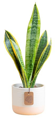 Costa Farms Snake Plant Live Houseplant, Sansevieria in 4-Inch Decor Pot, Live Indoor Plant for Low Light, Easy Care Succulent for Plant Shelf, Home Decor & Office Desk, 8-12 Inches Tall