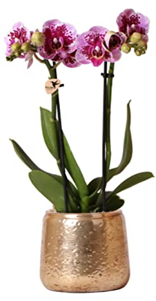 Kolibri Orchids | Rosa lila Phalaenopsis Orchidee - El Salvador + Luxus goldenen Topf - Topfgröße Ø9cm - 35cm hoch | blühende Zimmerpflanze - frisch vom Züchter