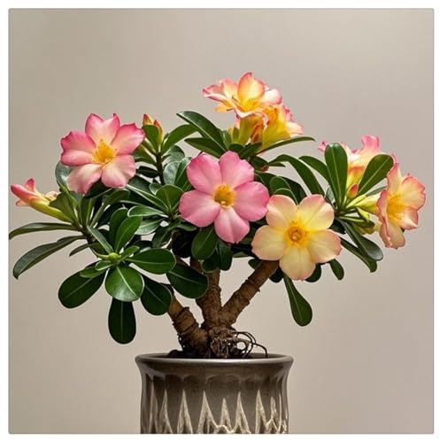 Winterhart pflanzen,Mehrjährige Blumenzwiebel ist winterhart, Mysteriöse magische Glühbirne, 2025 Blumenzwiebel Mix-1 Wüstenrose knolle-C