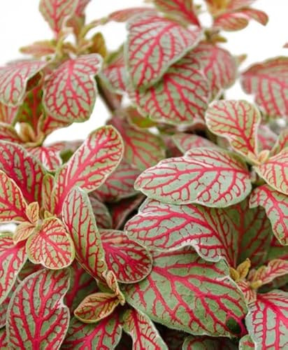 Planta Fittonia Natural Exótica y Fascinante para tu Espacio Interior