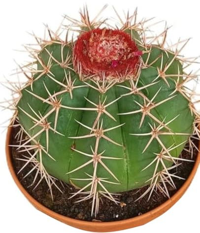 Planta natural Melocactus, maceta de 20 cm. Cactus globoso con una corona de espinas rojas y flores vibrantes. Segura Garden.