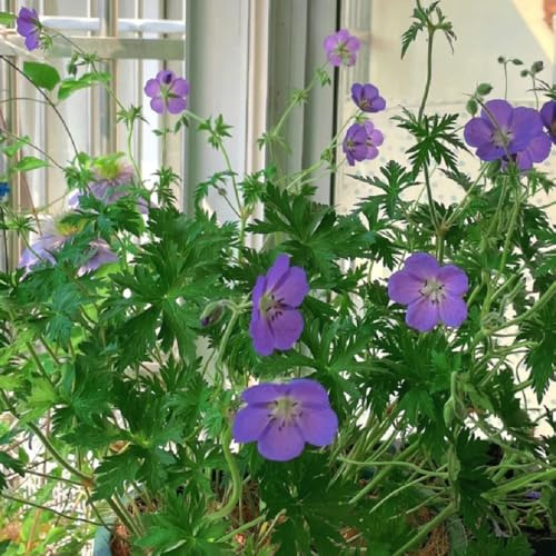 storchschnabel storchenschnabel bodendecker gartenkräuter seltene, deko wohnzimmer hochbeet für sonnige plätze 600samen
