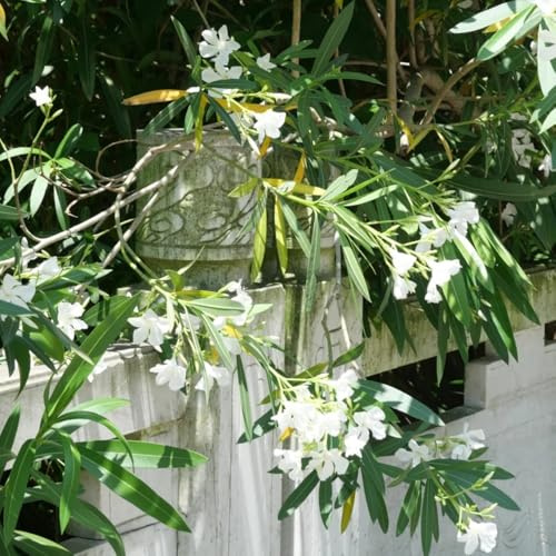 semi di oleandro, tappezzanti raro giardino roccioso decorazioni giardino per esterni biologiche resistenti in vaso resistenti balcone 2pcs
