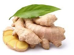 Fresh Culinary Ginger Root, Great for Eating Fresh for Sushi, Cooking, Healthy and Tasty, Plant Start