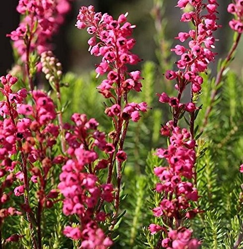 10x Englische Heide Kramers Rote - Erica carnea - lebende Gartenpflanze aus den Baumschulen