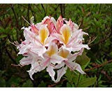 20 Halbwestliche Azalee Rosa Bianco Giallo Arbusto Fiore Rhododendron Occidentale