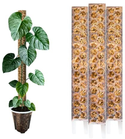 1 asta di muschio opaca S (30 cm) per piante d'appartamento Aroide (Monstera, Filodendro, Alocasia, Epipremnum, ecc.) Aiuto per rampicanti, accessori per piante rampicanti
