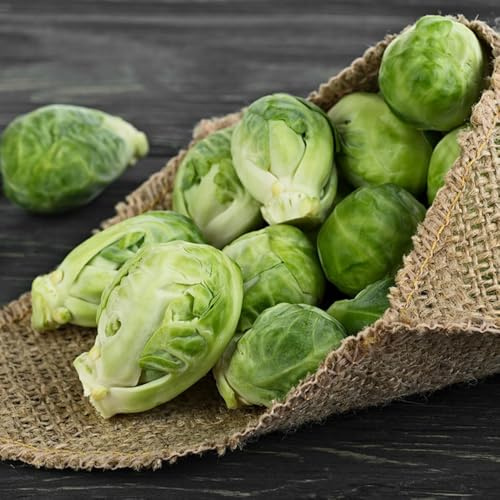 rosenkohl bio - balkon deko winterhart mehrjährig seltene garten exotische 150samen