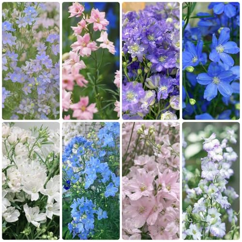 Semi di Delphinium, semi di come per gli ospiti Semi resistenti alle di Larkspur da balcone 50pcs