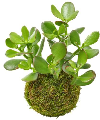 Kokedama Jade Planta Crasa DECOALIVE para Hogar