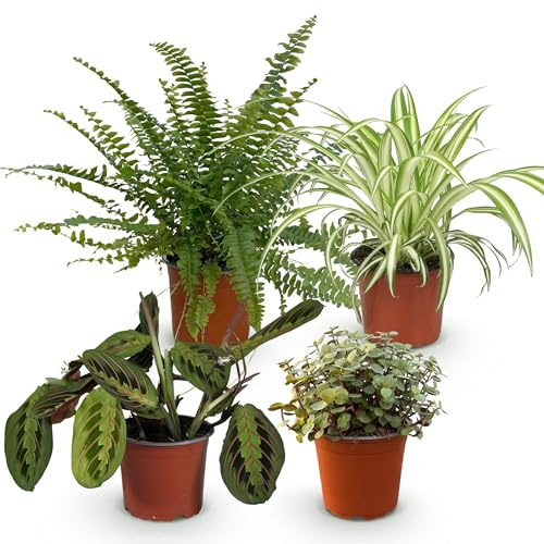 Green boutiQ - Plante d'intérieur - Chlorophytum - Maranta - Calissia - Nephrolepsis - Mix de 4 - Plantes Amicales pour Animaux - Vert - 4 Plantes - Pot 12cm - Hauteur 25cm